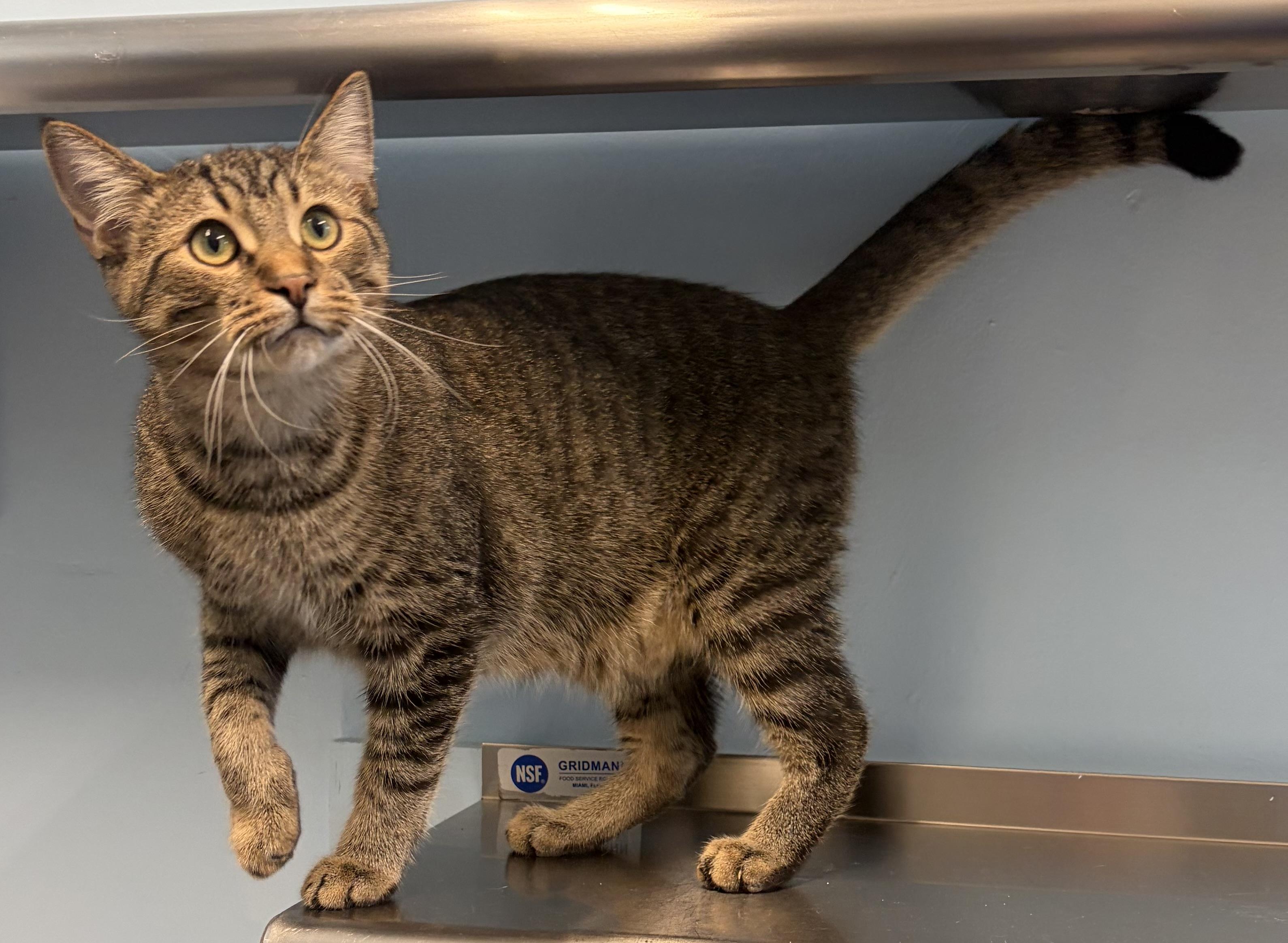 Luke, Adoptable, Young Male Domestic Short Hair.