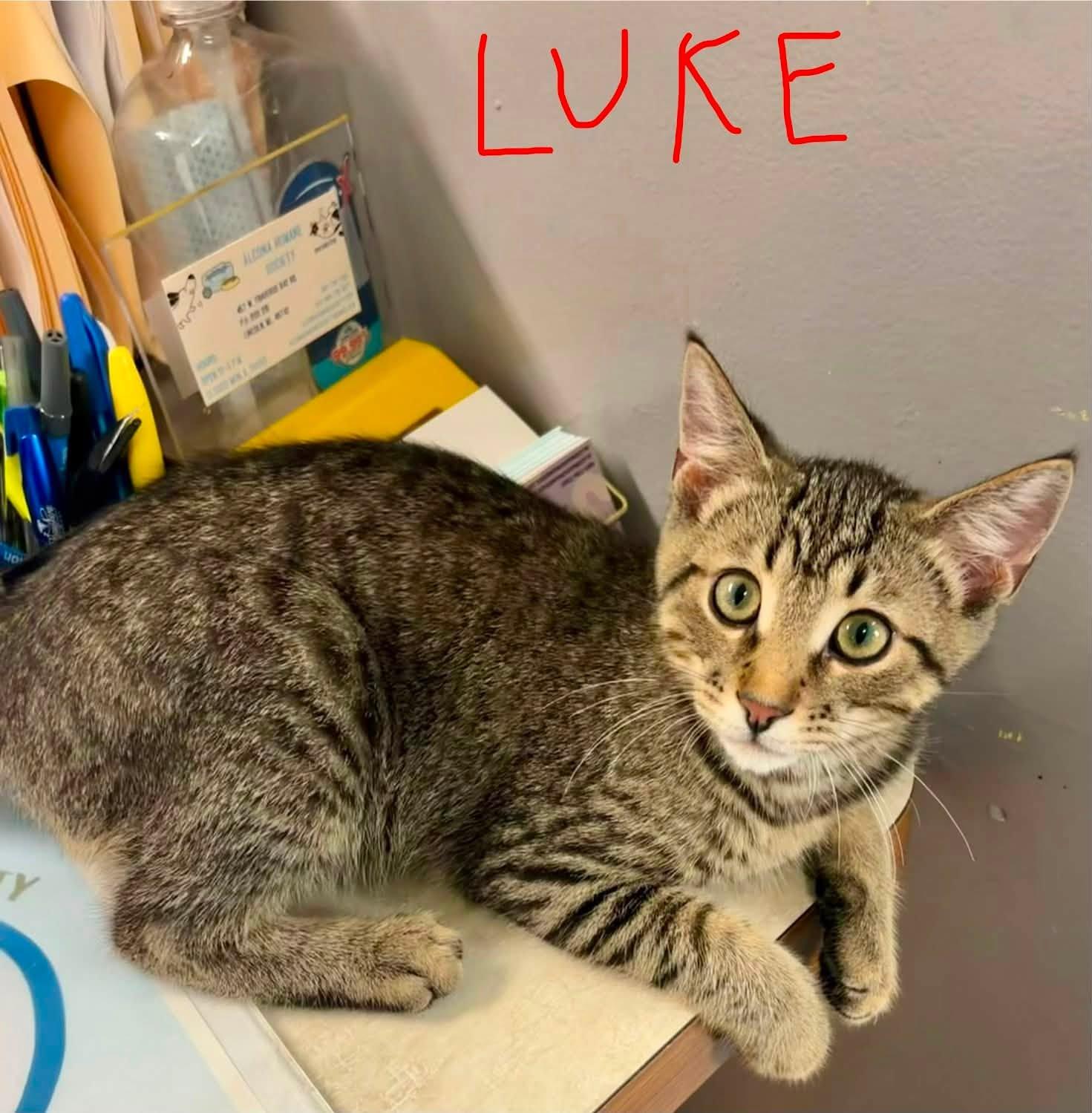 Enlarge Luke, a Adoptable Domestic Short Hair in Lincoln, MI image 1/1