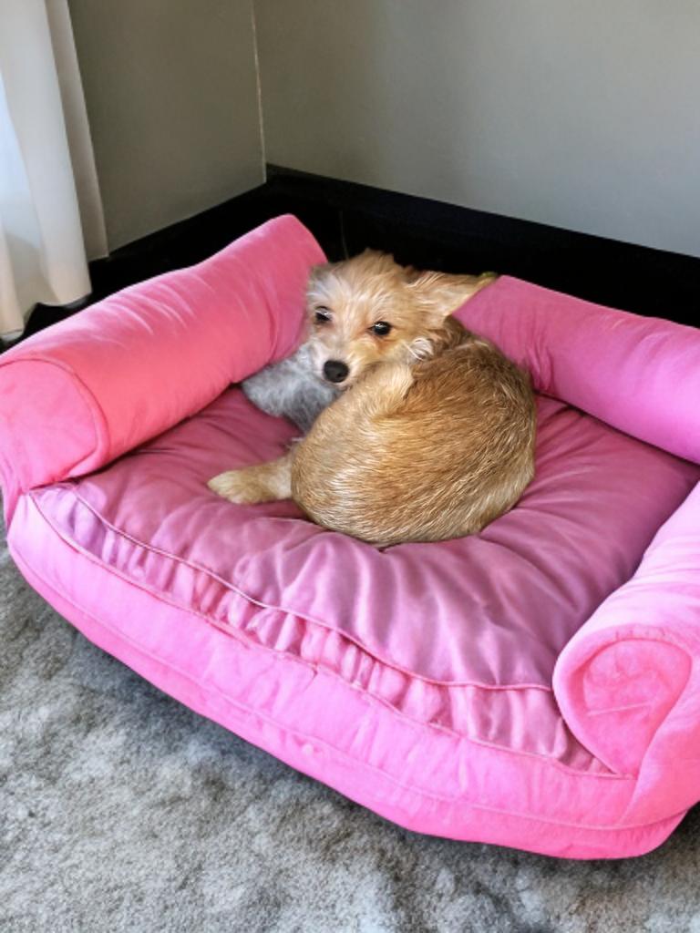 Marti, Adopted, Young Female Yorkshire Terrier & Chihuahua.