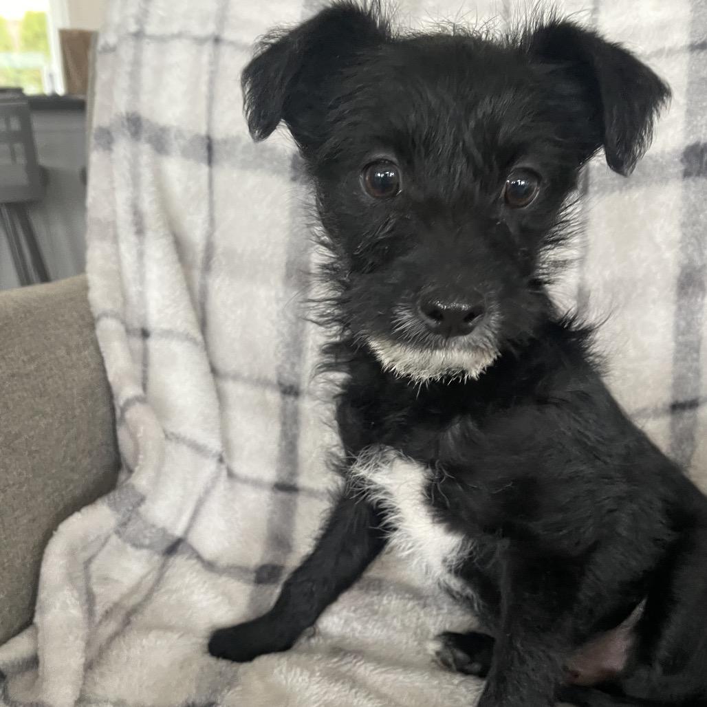 Enlarge Beck, a Adoptable Terrier in Cashmere, WA image 1/5