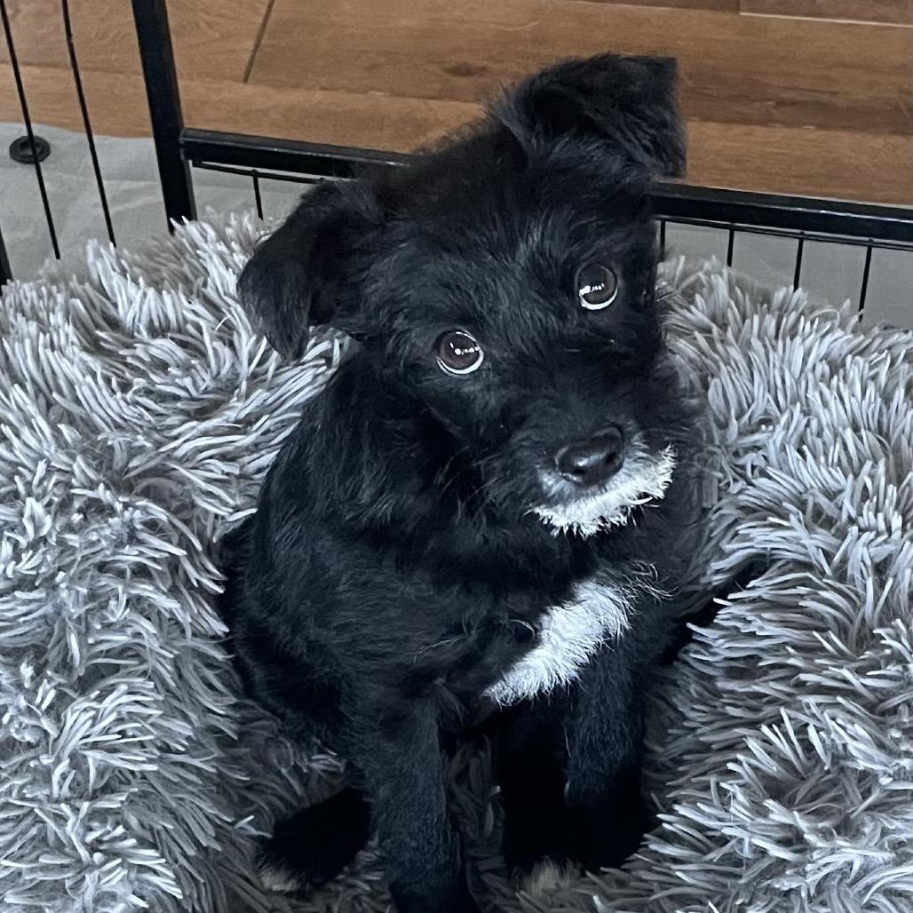 Enlarge Beck, a Adoptable Terrier in Cashmere, WA image 2/5