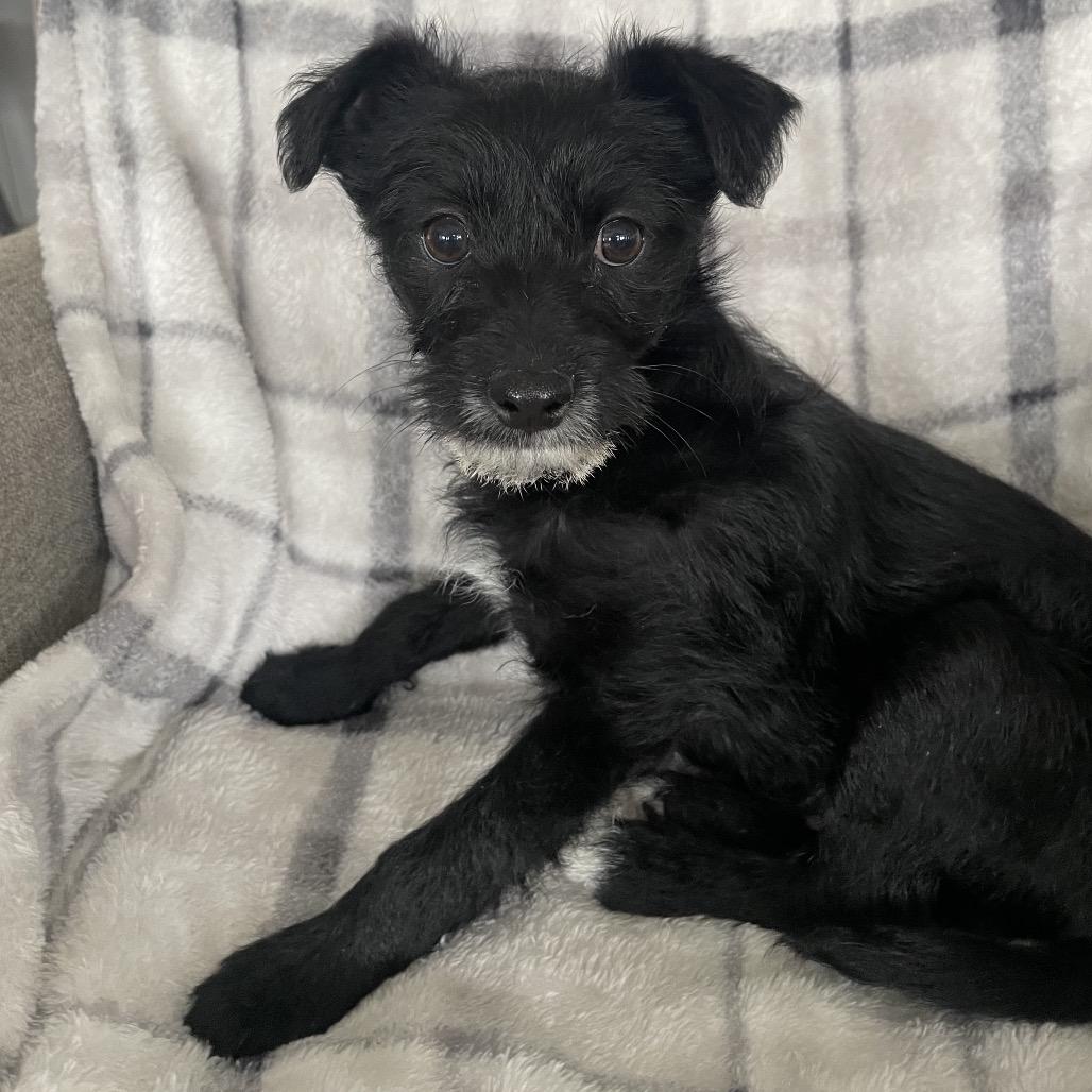 Enlarge Beck, a Adoptable Terrier in Cashmere, WA image 3/5