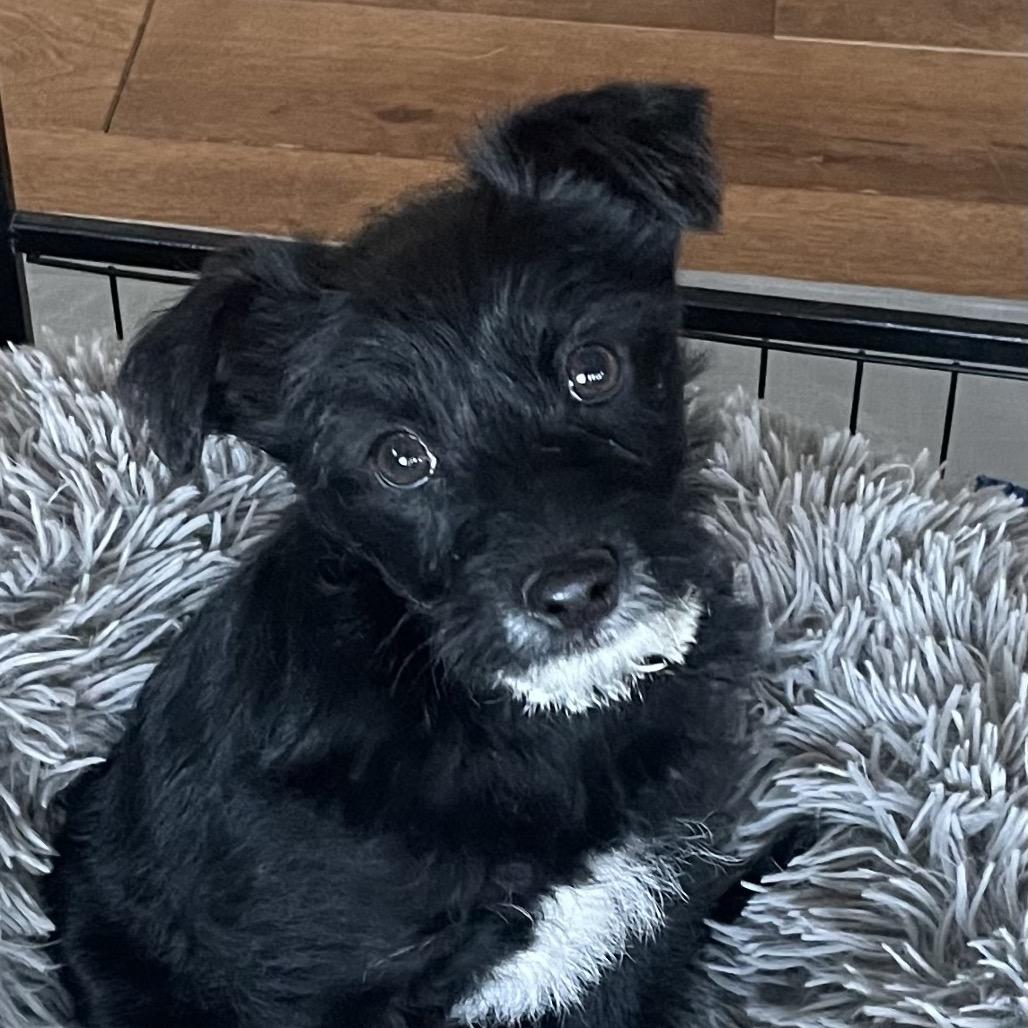 Enlarge Beck, a Adoptable Terrier in Cashmere, WA image 4/5