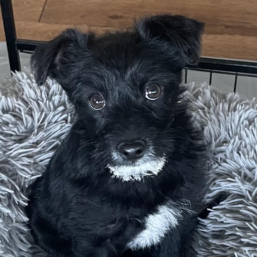 Enlarge Beck, a Adoptable Terrier in Cashmere, WA image 5/5