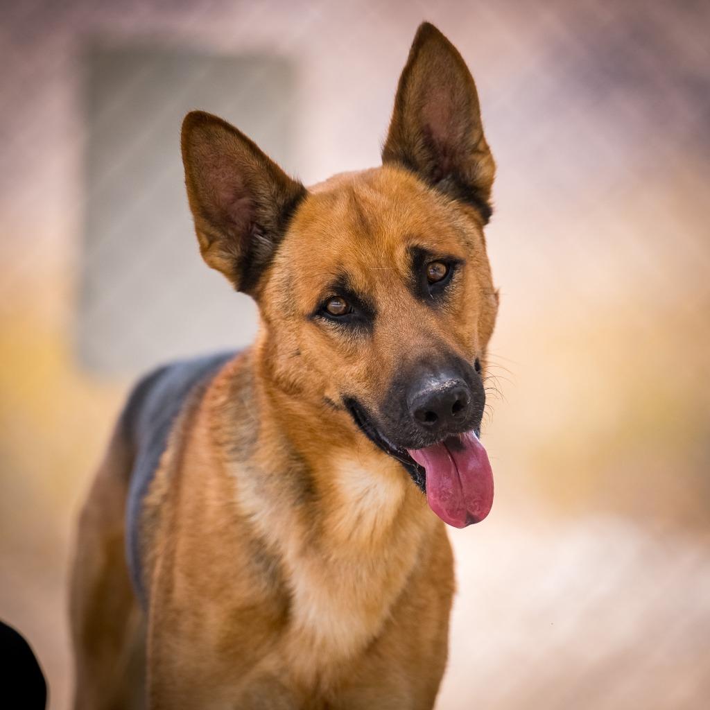 Sundance, Adoptable, Young Male German Shepherd Dog.
