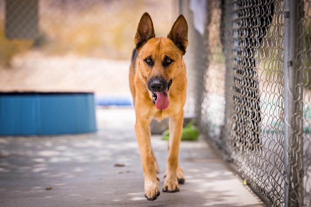 Sundance, a Adoptable mixed breed in Twentynine Palms, CA image 2/6