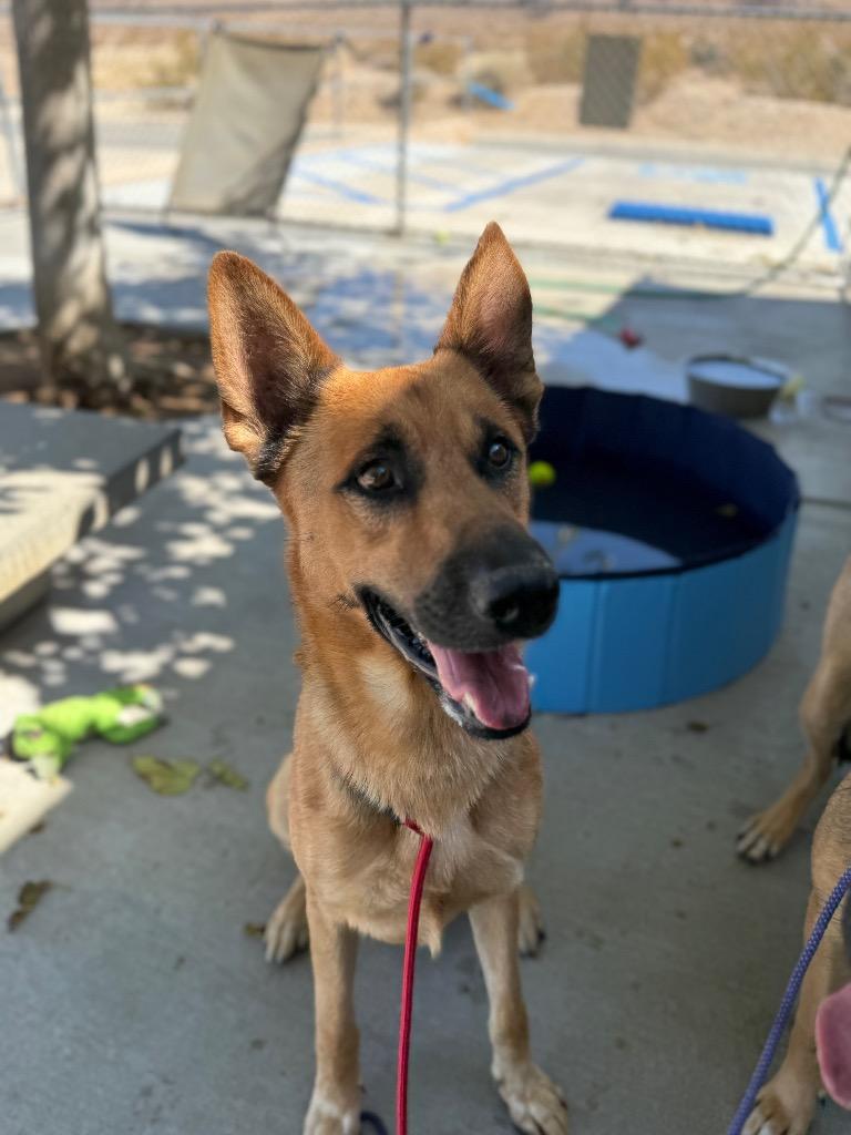 Sundance, a Adoptable mixed breed in Twentynine Palms, CA image 3/6