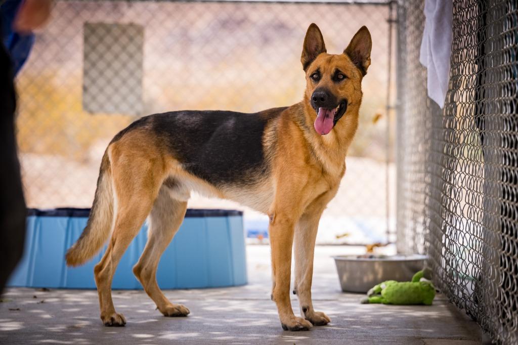 Enlarge Sundance, a Adoptable mixed breed in Twentynine Palms, CA image 4/6