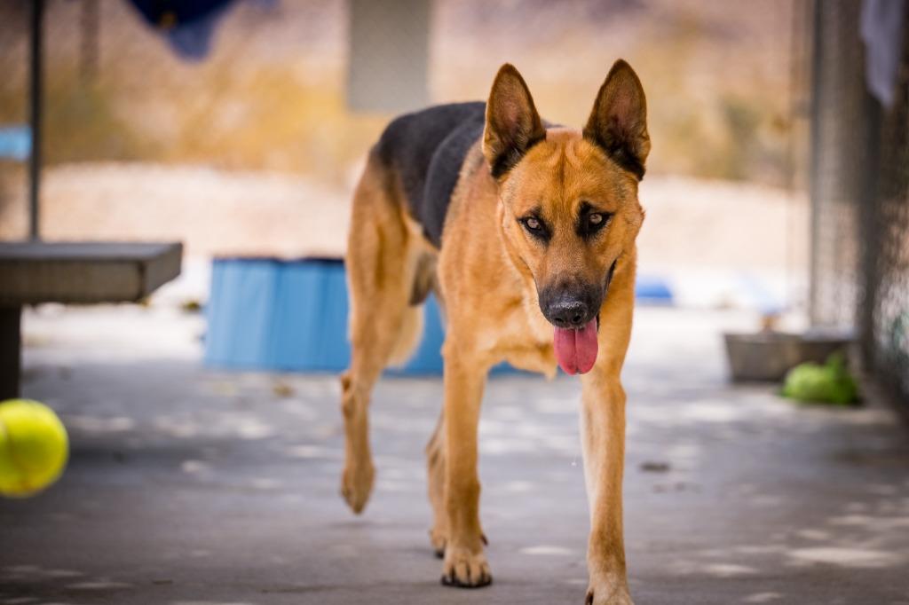 Sundance, a Adoptable mixed breed in Twentynine Palms, CA image 5/6