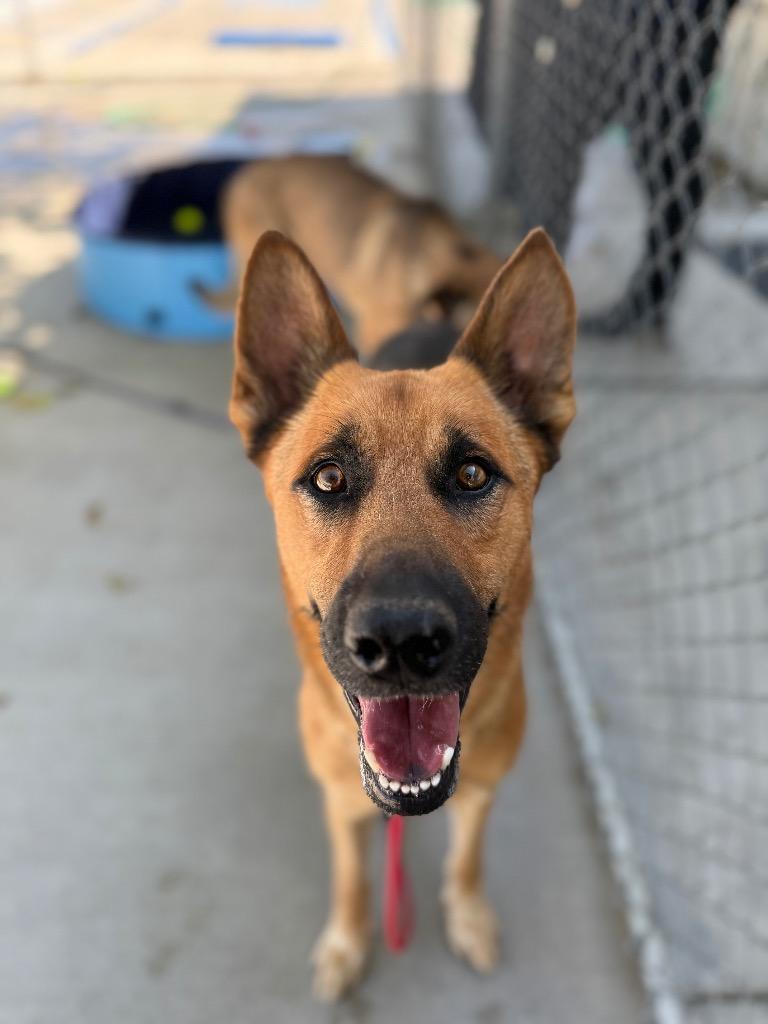 Sundance, a Adoptable mixed breed in Twentynine Palms, CA image 6/6
