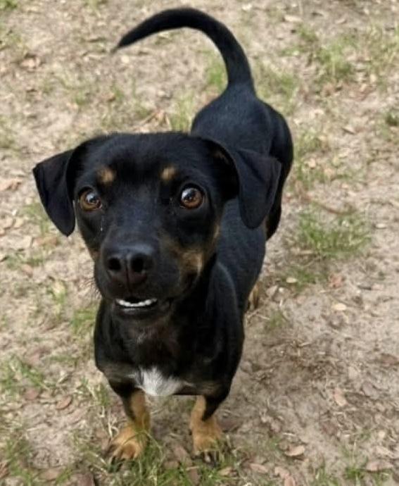 Enlarge Betty, a Adoptable mixed breed in Aurora, CO image 1/1