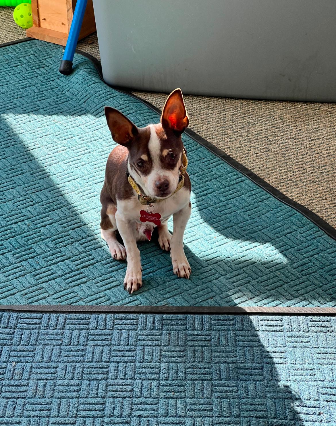 Enlarge Hemingway, a Adoptable Chihuahua in Whitewater, WI image 4/6