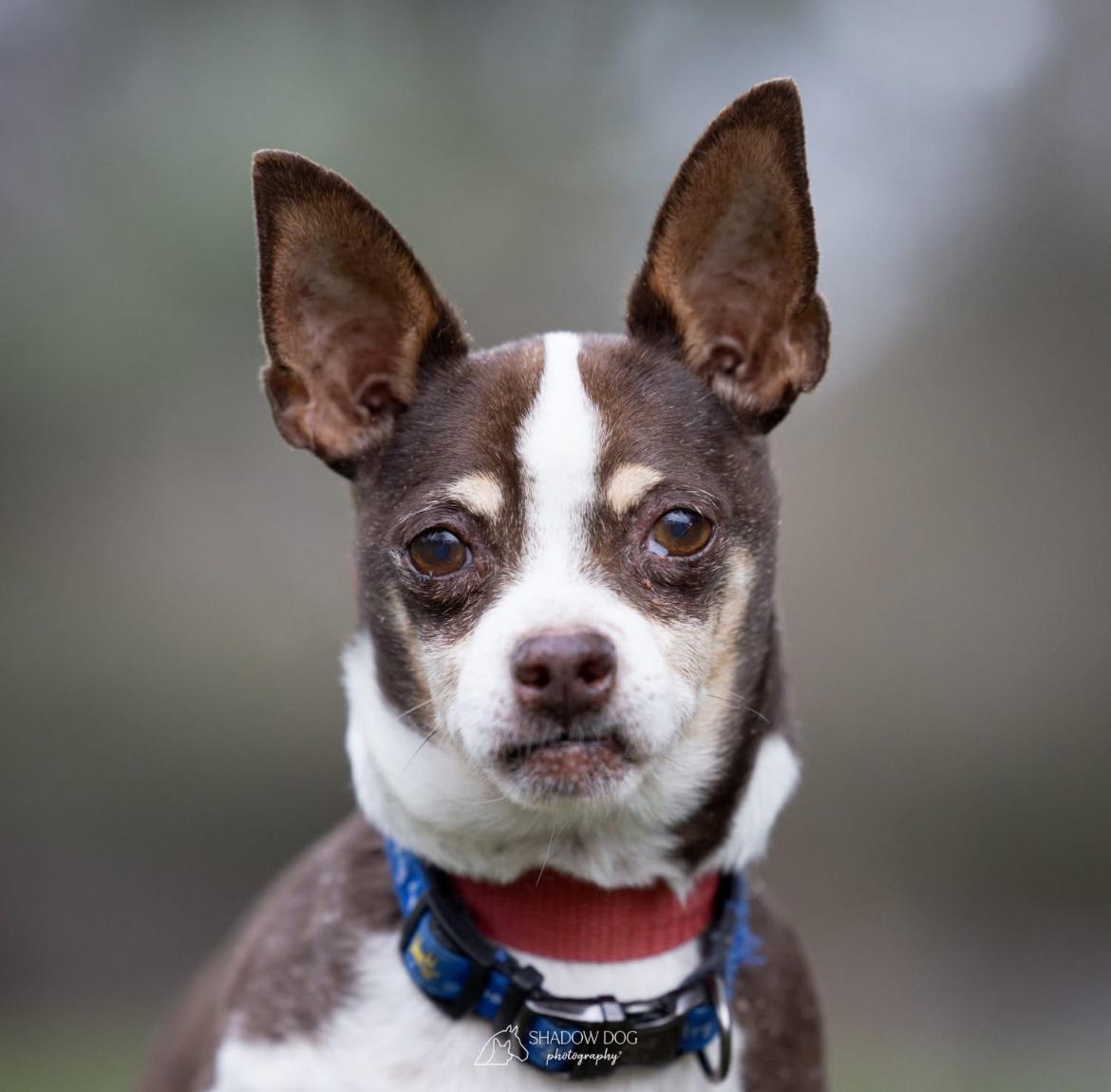 Enlarge Hemingway, a Adoptable Chihuahua in Whitewater, WI image 1/6