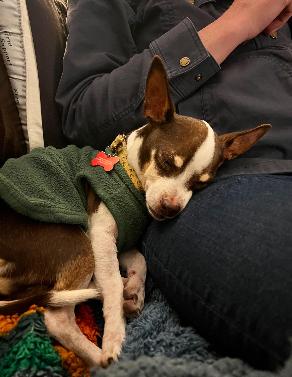 Enlarge Hemingway, a Adoptable Chihuahua in Whitewater, WI image 3/6