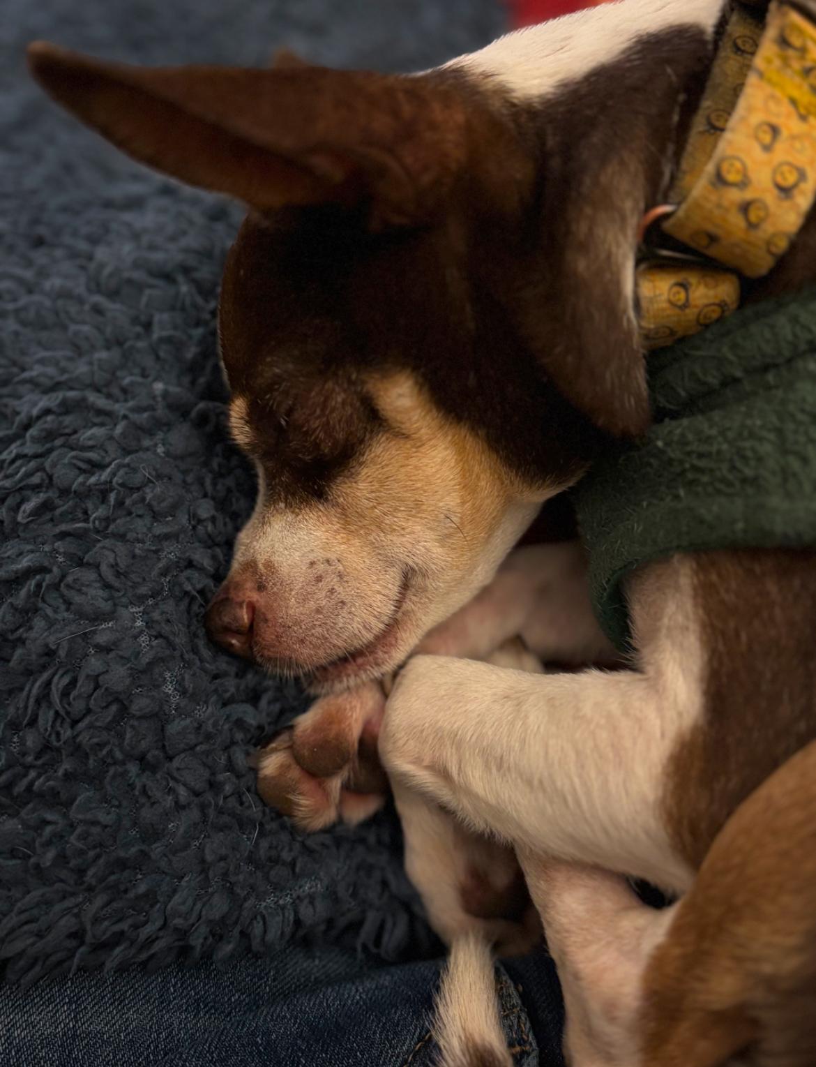 Enlarge Hemingway, a Adoptable Chihuahua in Whitewater, WI image 5/6