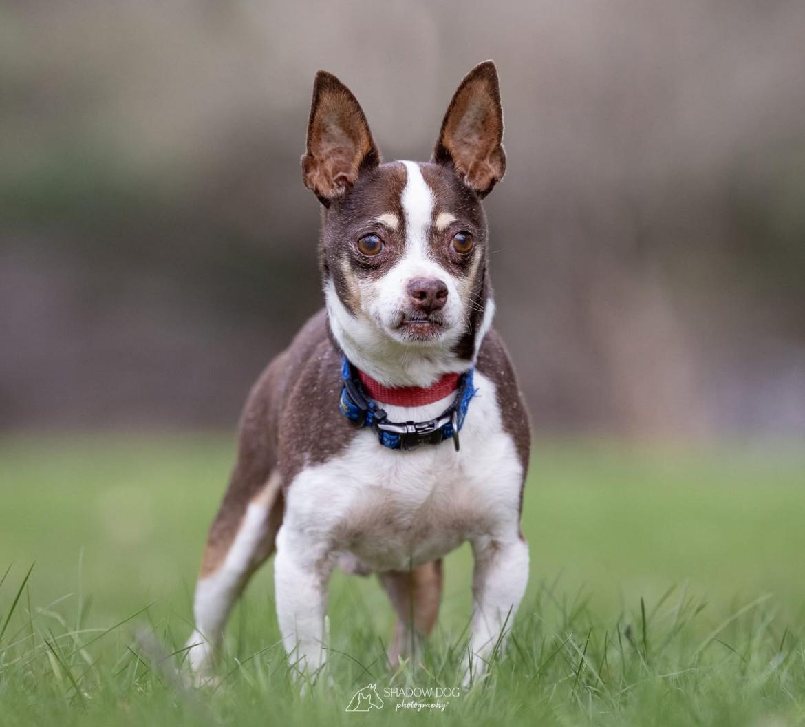 Enlarge Hemingway, a Adoptable Chihuahua in Whitewater, WI image 2/6