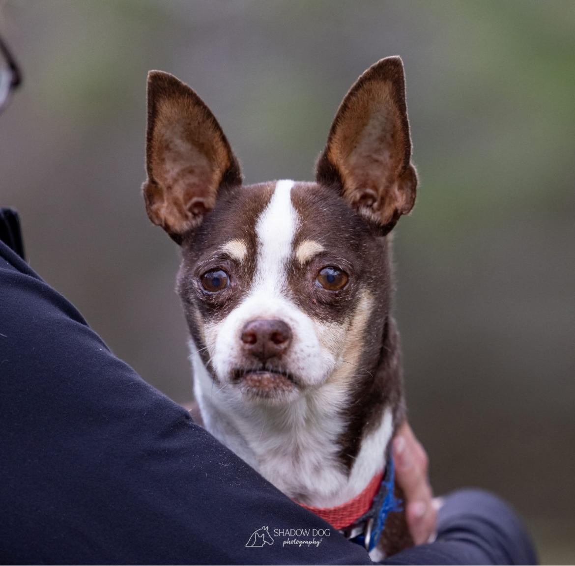 Enlarge Hemingway, a Adoptable Chihuahua in Whitewater, WI image 6/6