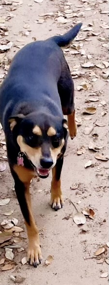 Enlarge Henry “Hinny Honey”, a Adoptable mixed breed in Inez, TX image 6/6