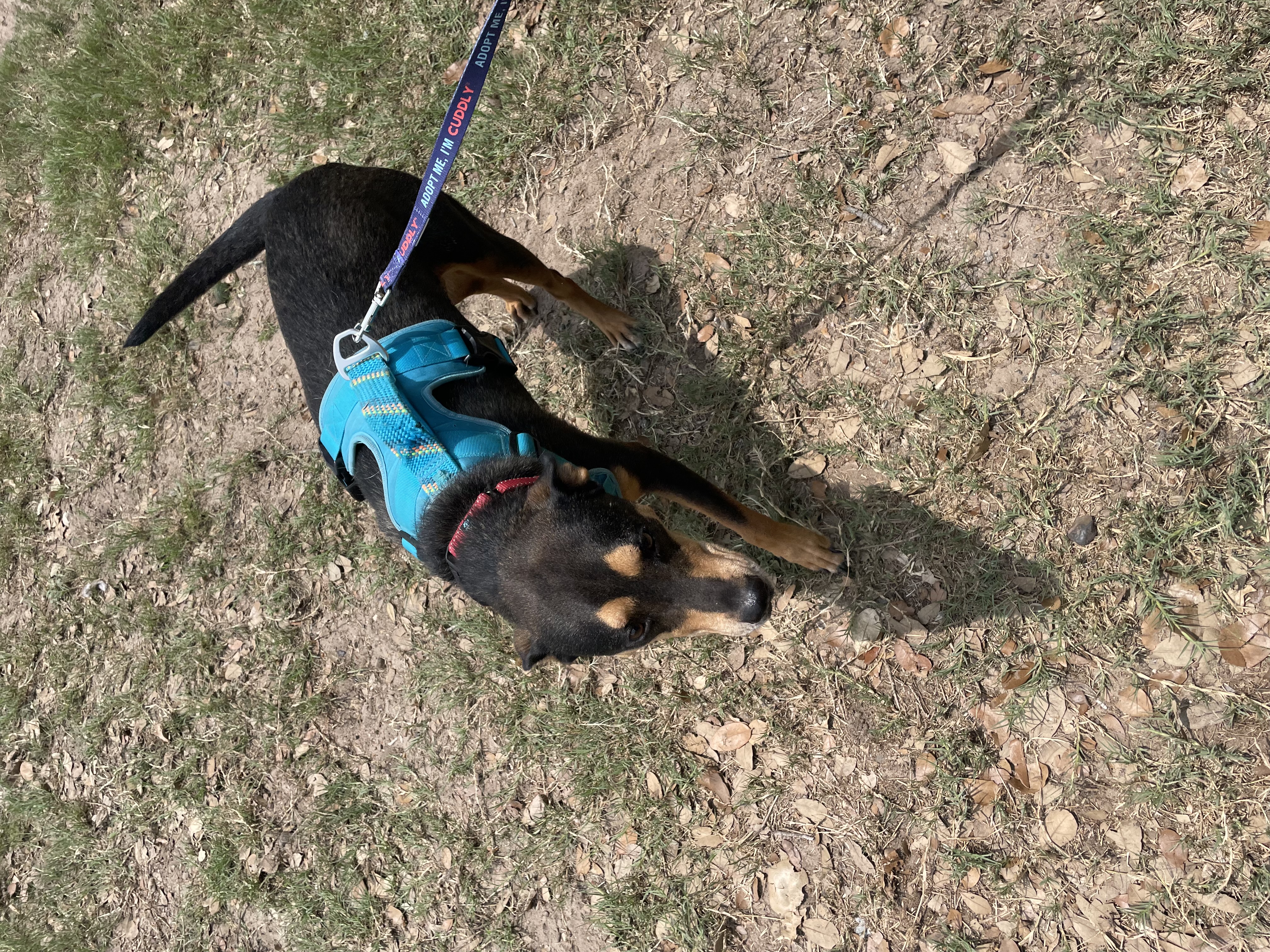 Enlarge Henry “Hinny Honey”, a Adoptable mixed breed in Inez, TX image 2/6