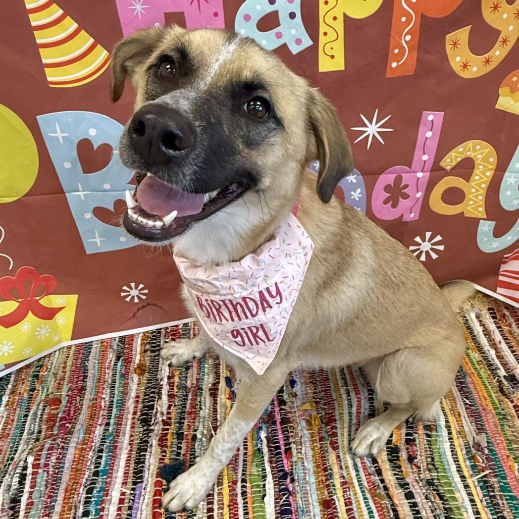 Spice, Adoptable, Young Female Mixed Breed.