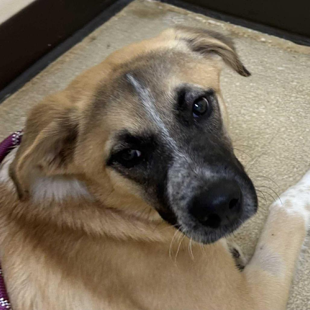 Spice, Adoptable, Young Female Mixed Breed.