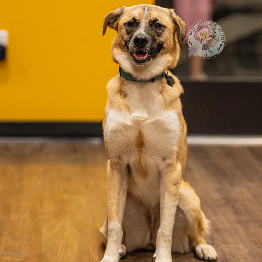 Spice, a Adoptable Mixed Breed in Bartlett, TN image 3/6