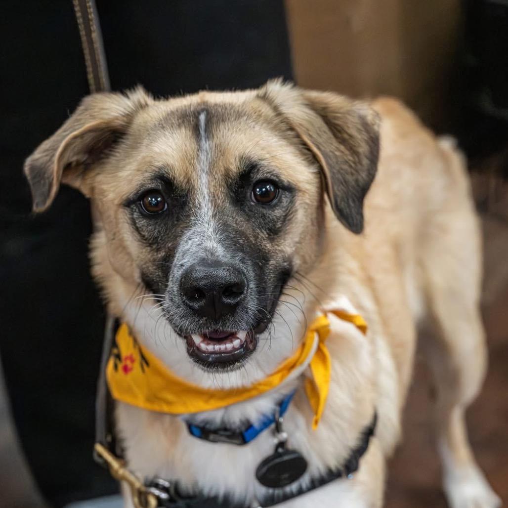 Spice, a Adoptable Mixed Breed in Bartlett, TN image 4/6