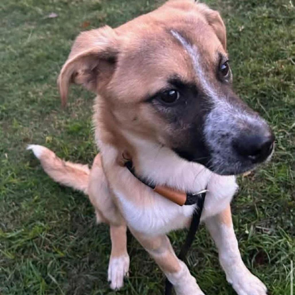 Spice, a Adoptable Mixed Breed in Bartlett, TN image 5/6