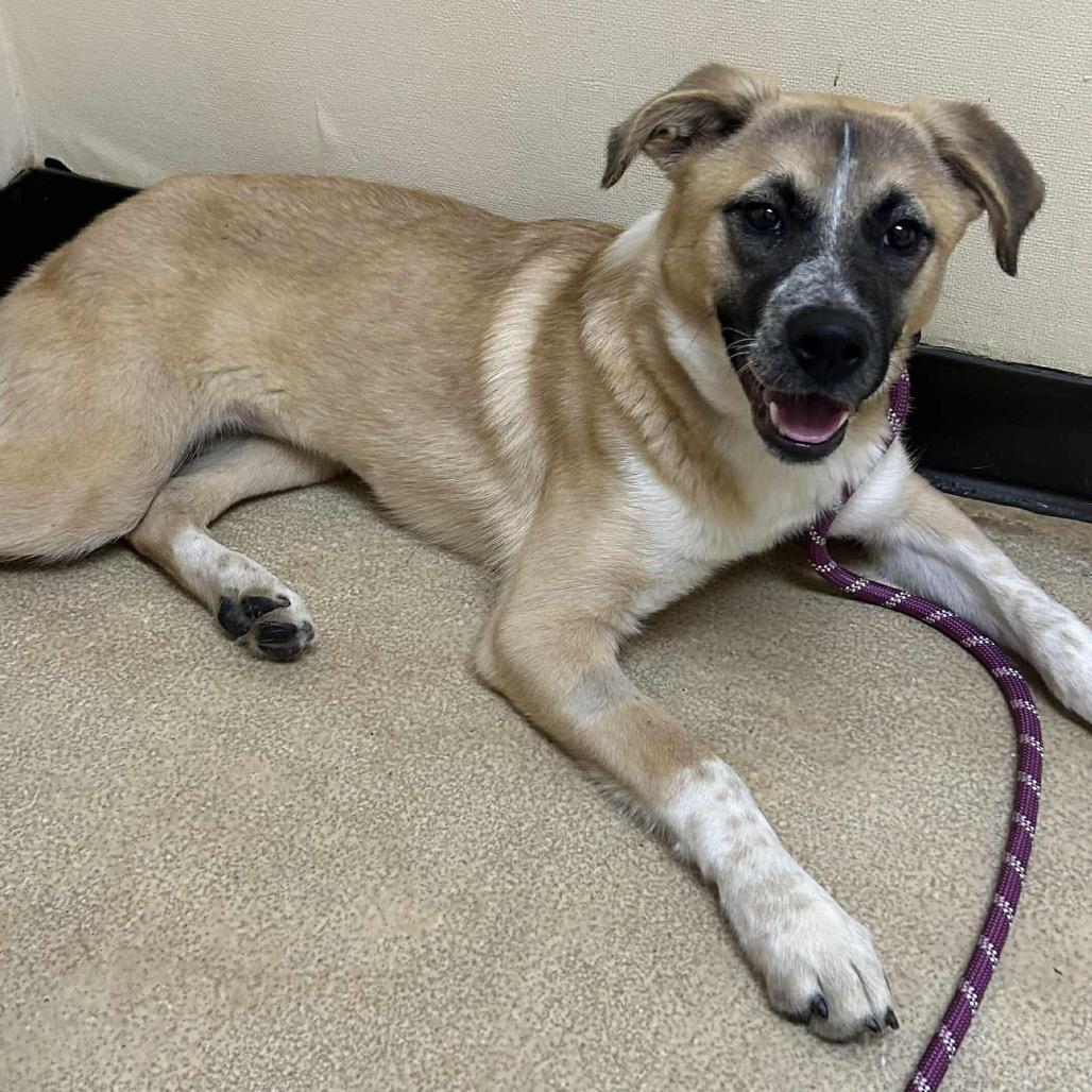 Spice, a Adoptable Mixed Breed in Bartlett, TN image 6/6