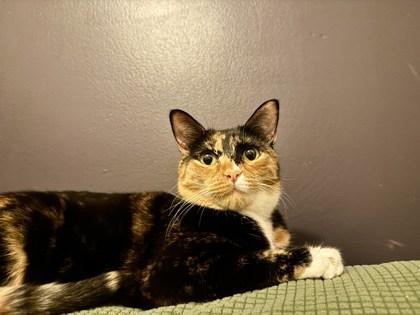 Zazel, Adoptable, Kitten Female Domestic Short Hair & Domestic Short Hair.