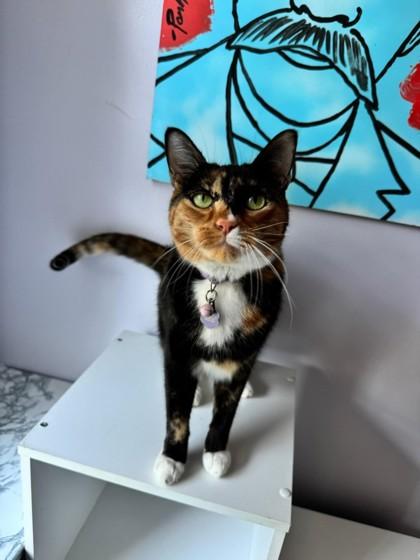 Zazel, Adoptable, Kitten Female Domestic Short Hair & Domestic Short Hair.
