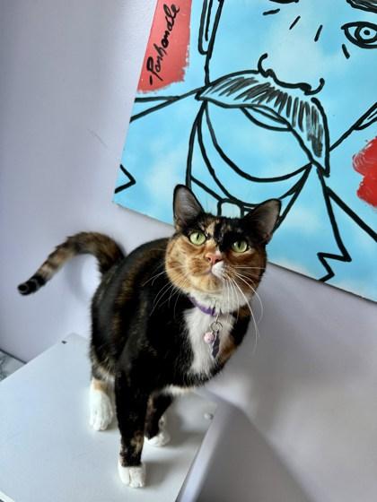 Zazel, a Adoptable Domestic Short Hair in Savannah, GA image 3/3