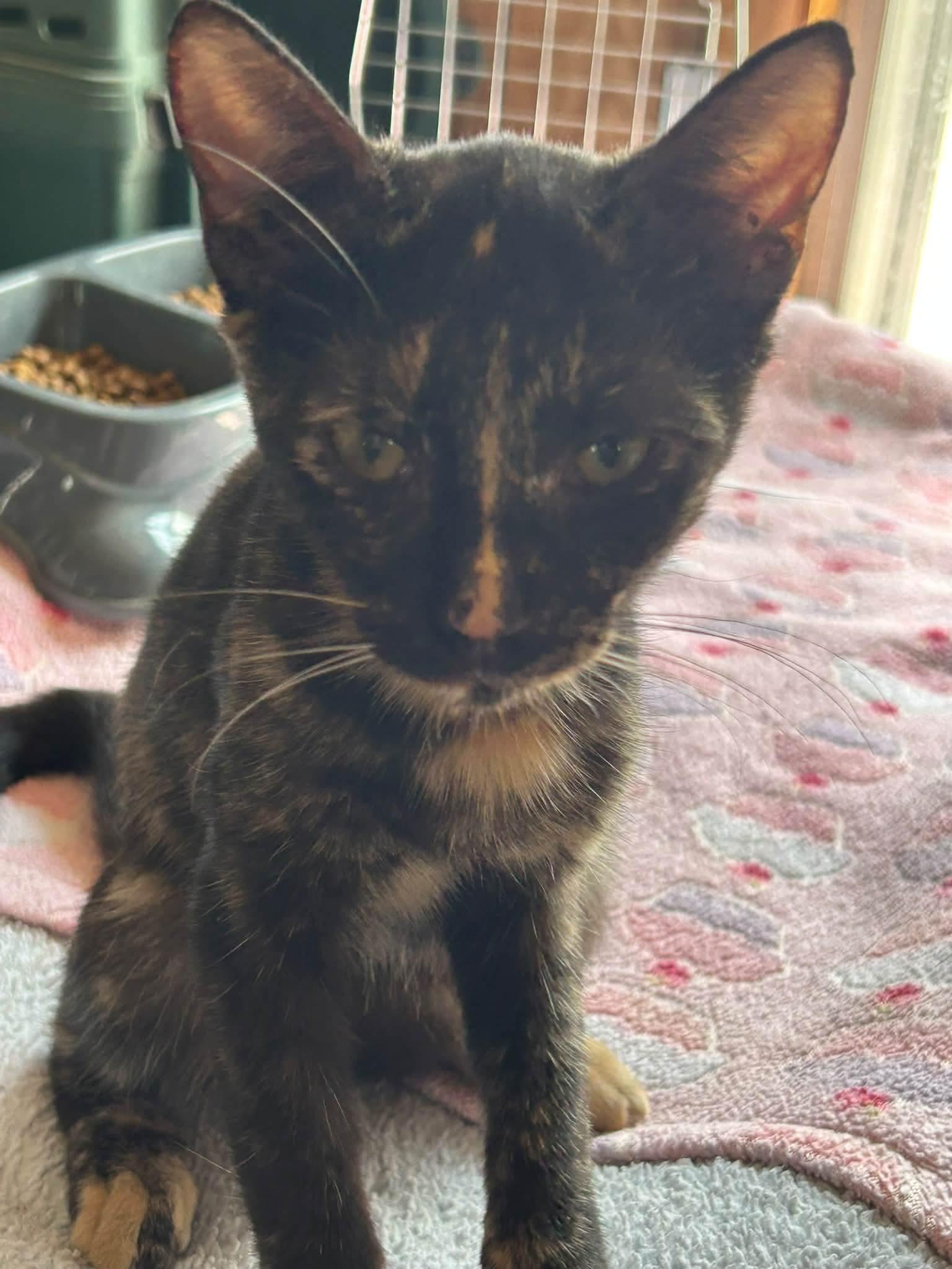 Skyla, ADOPTABLE, Kitten Female Domestic Short Hair.