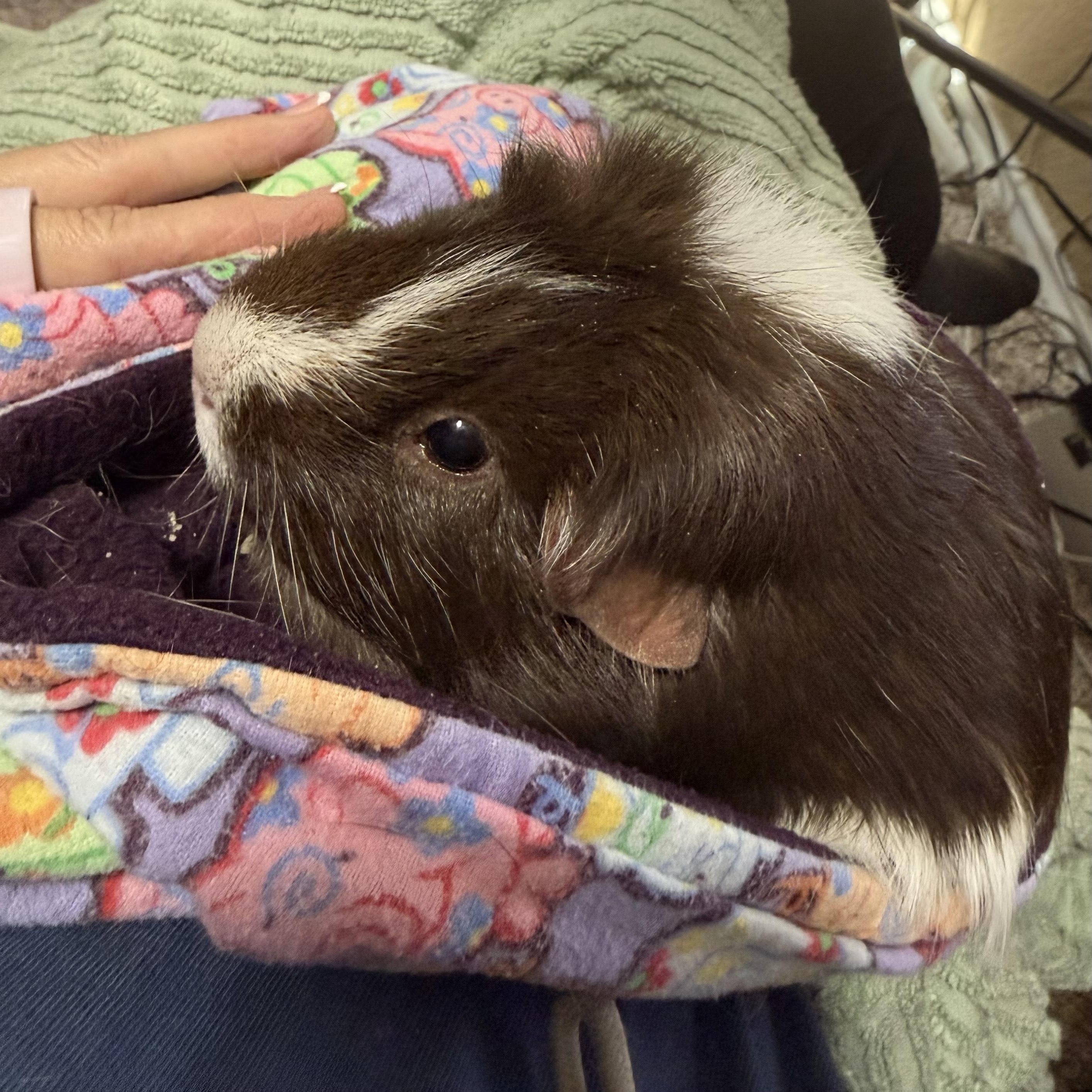 Leia, ADOPTABLE, Senior Female Short-Haired.