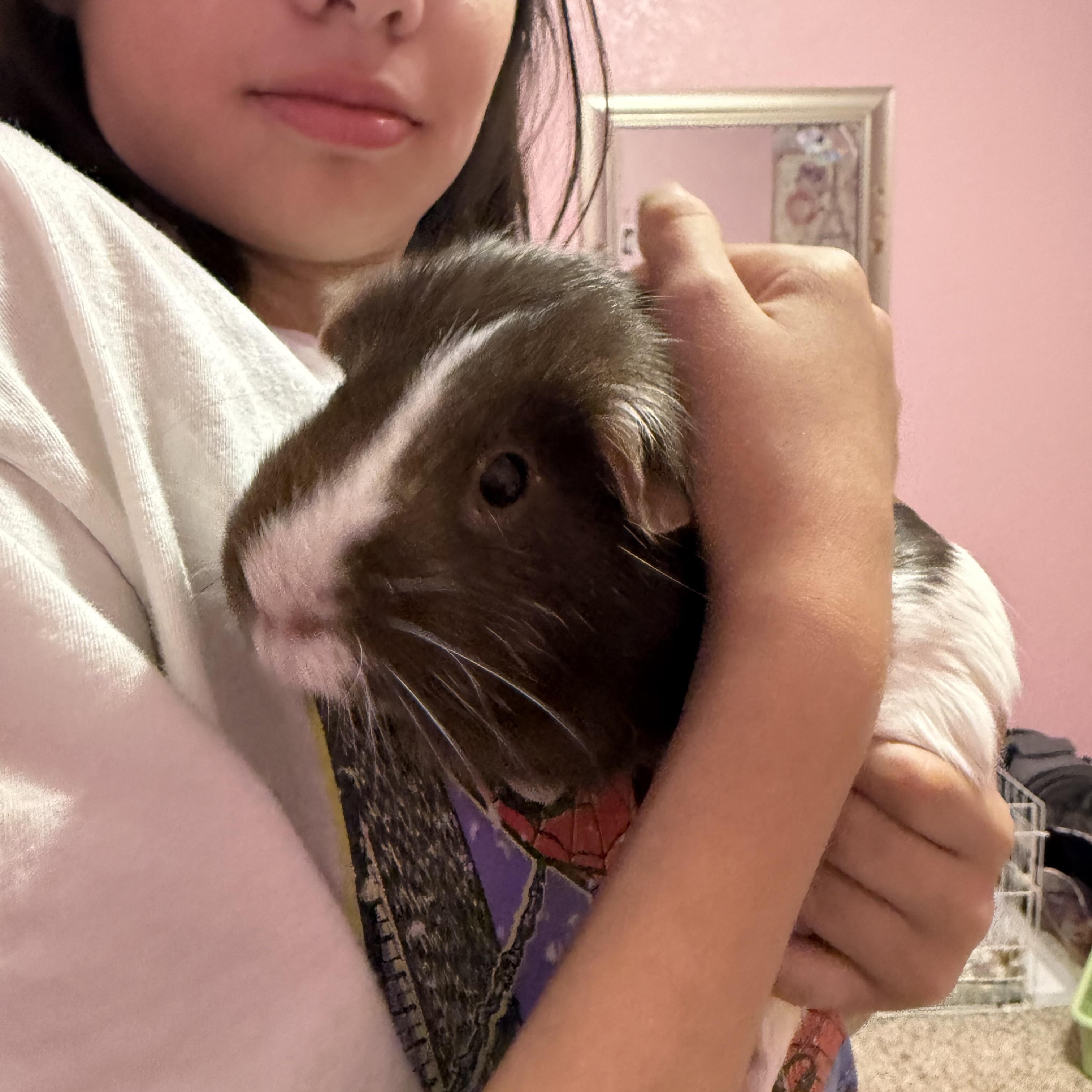 Enlarge Leia, a ADOPTABLE Short-Haired in San Antonio, TX image 2/2