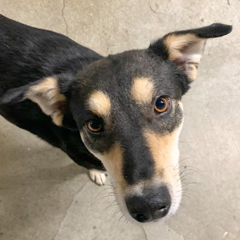 Bella Maggie, ADOPTABLE, Adult Female Shepherd.