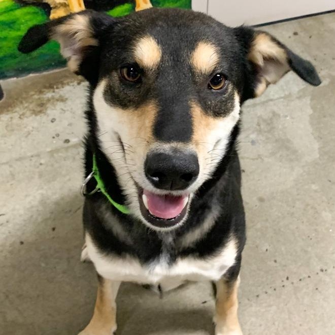 Enlarge Bella Maggie, a ADOPTABLE mixed breed in Toledo, OH image 2/2