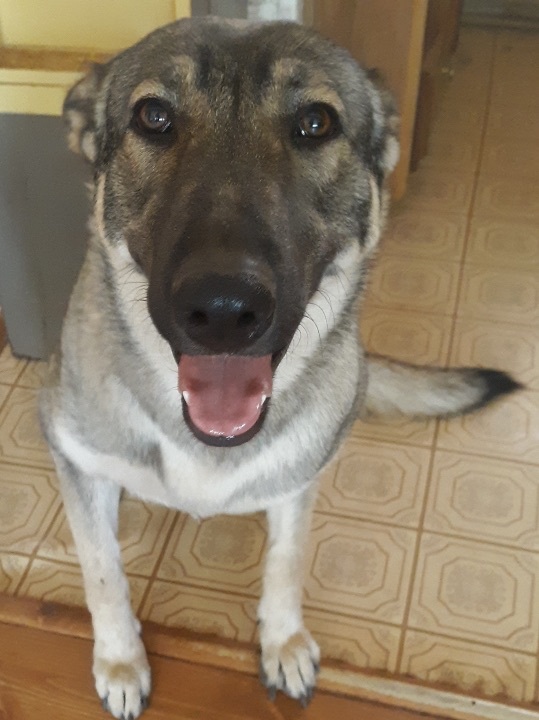 Enlarge Sage, a Adoptable mixed breed in Lodi, CA image 1/4