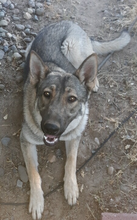 Enlarge Sage, a Adoptable mixed breed in Lodi, CA image 2/4