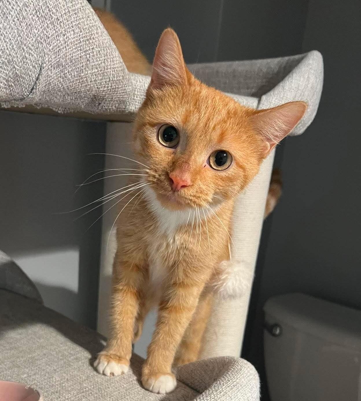 Enlarge Pici, a Adoptable mixed breed in Chicago, IL image 3/6