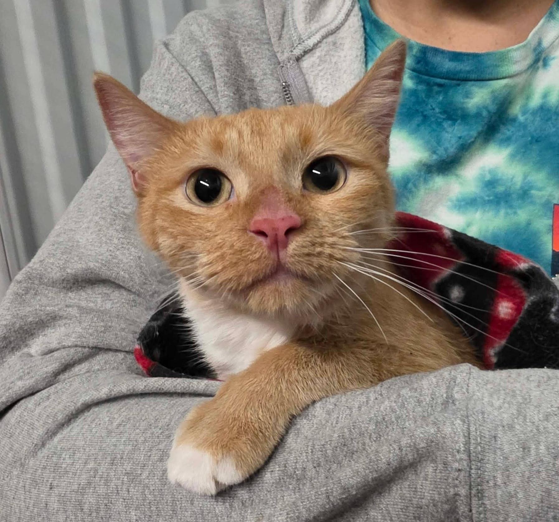 Enlarge Pici, a Adoptable mixed breed in Chicago, IL image 4/6