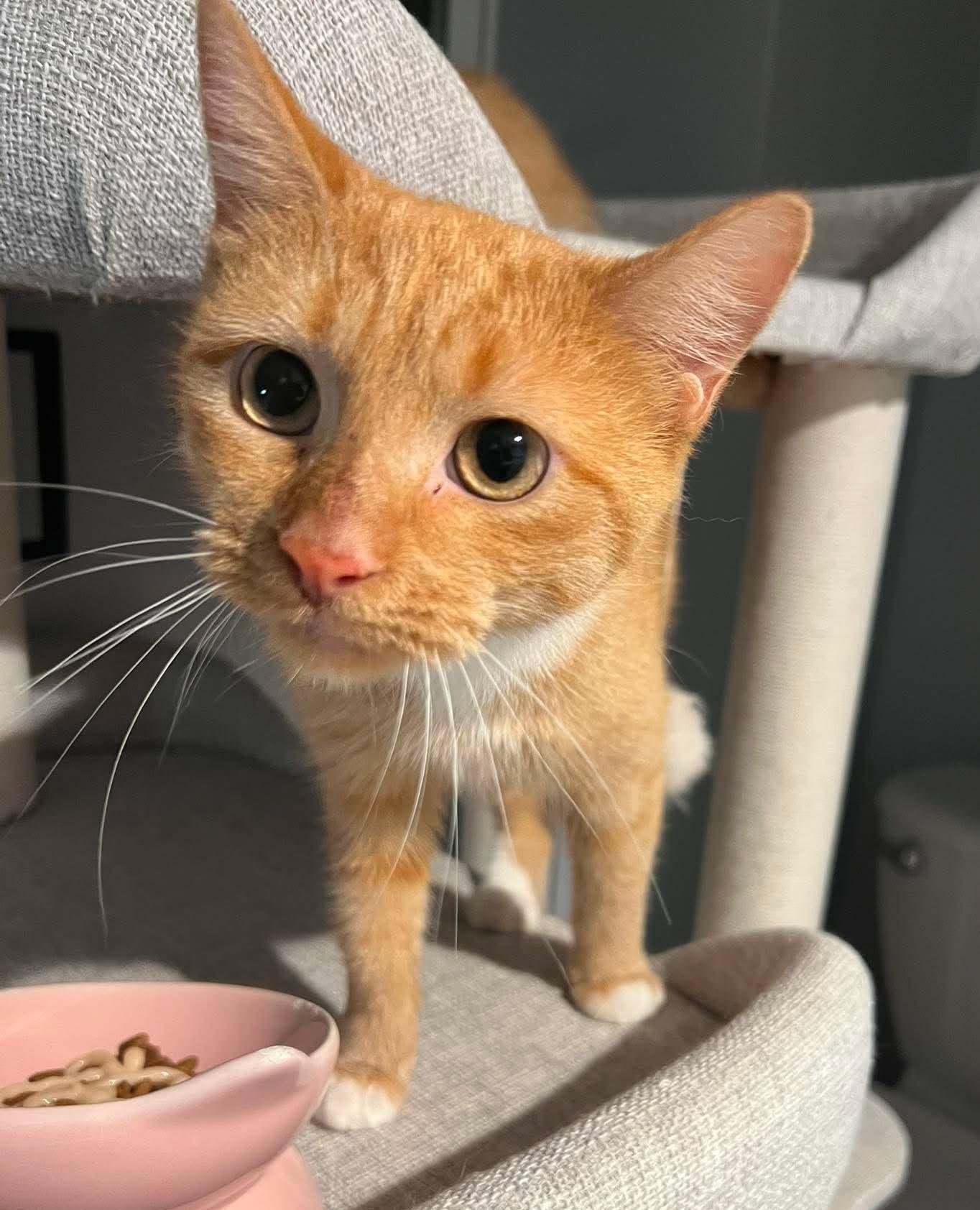 Enlarge Pici, a Adoptable mixed breed in Chicago, IL image 2/6