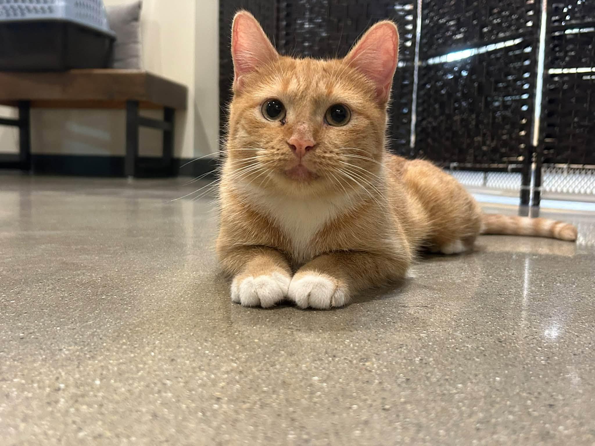 Pici, Adoptable, Kitten Female Domestic Short Hair.