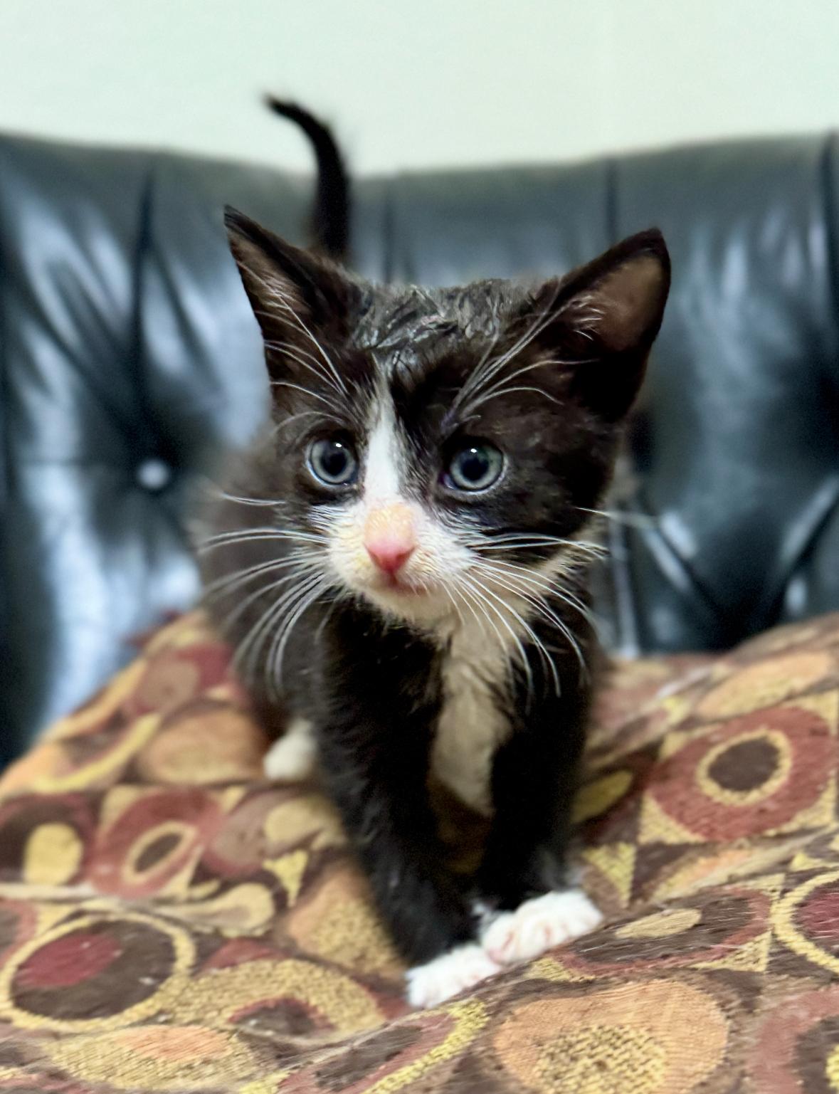Enlarge Peep, an adopted Tuxedo in Helendale, CA image 1/1