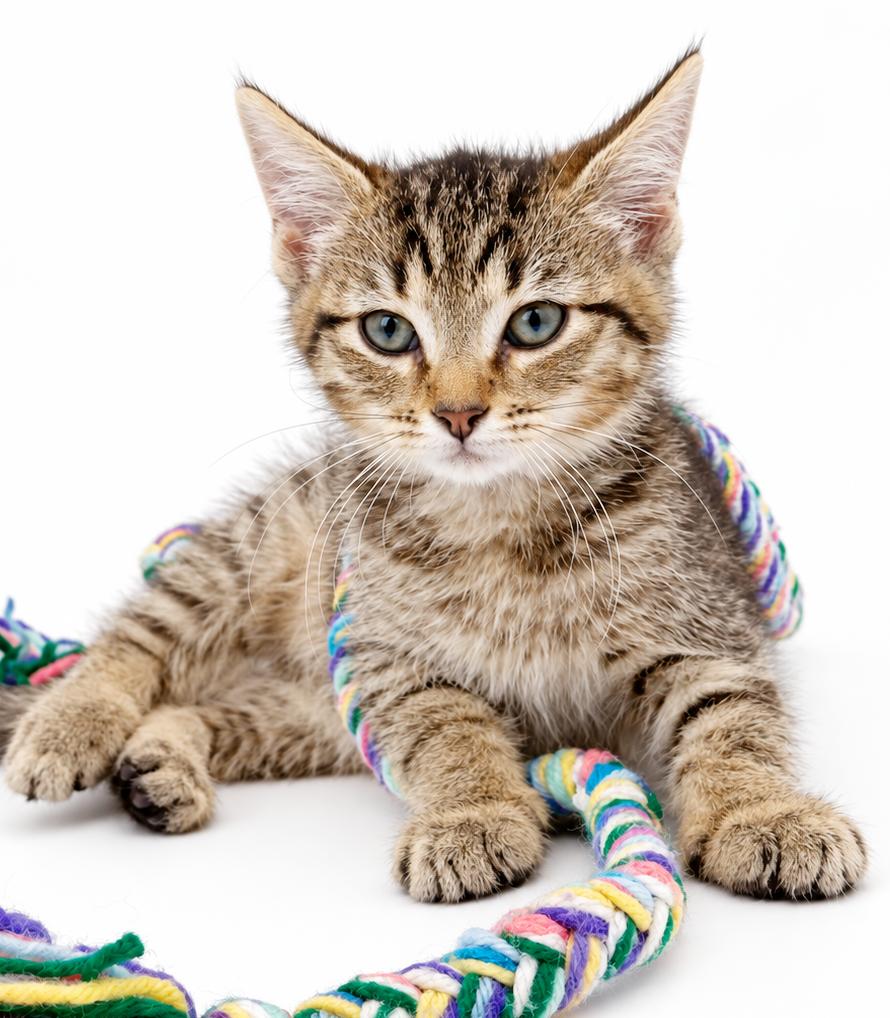 Enlarge Leo is a loveerrrrrrr, a Adoptable mixed breed in Bedford Hills, NY image 5/6