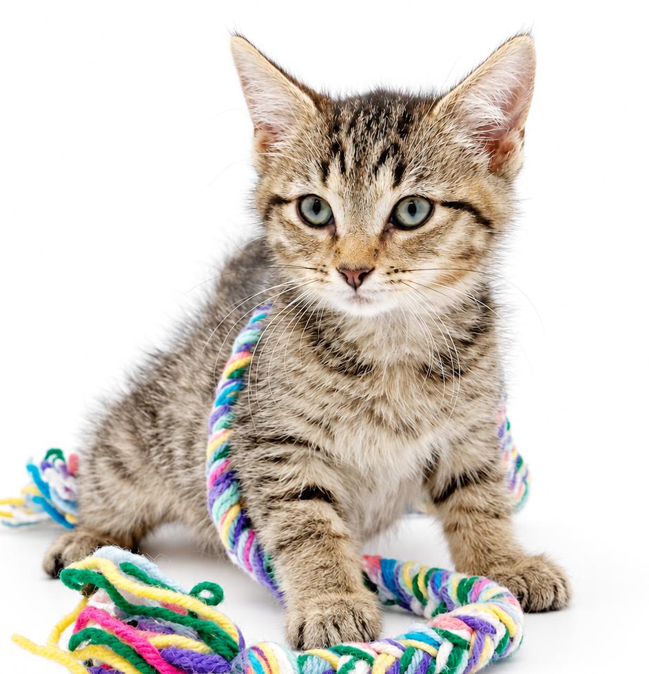 Enlarge Leo is a loveerrrrrrr, a Adoptable mixed breed in Bedford Hills, NY image 3/6