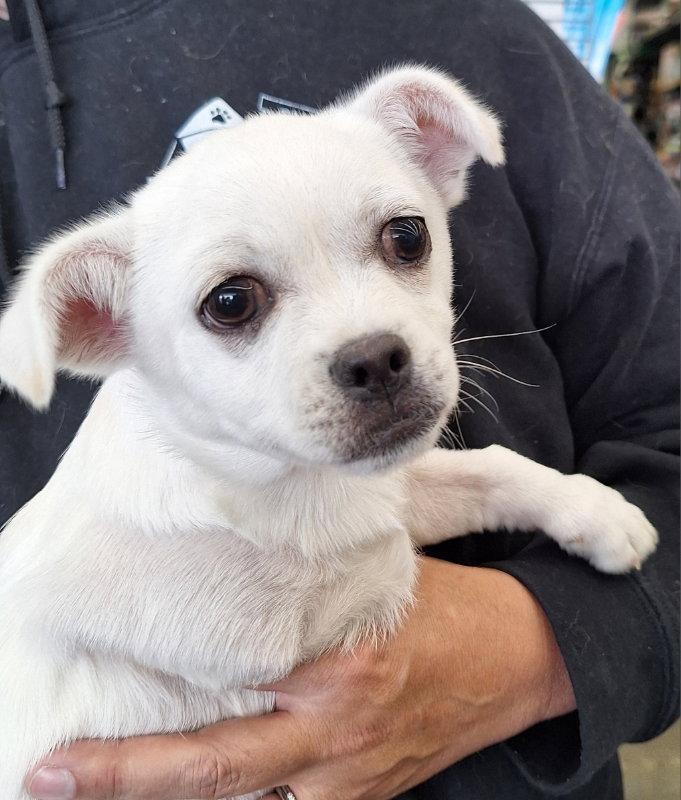 Boomer, Adoptable, Puppy Male Pekingese & Chihuahua.