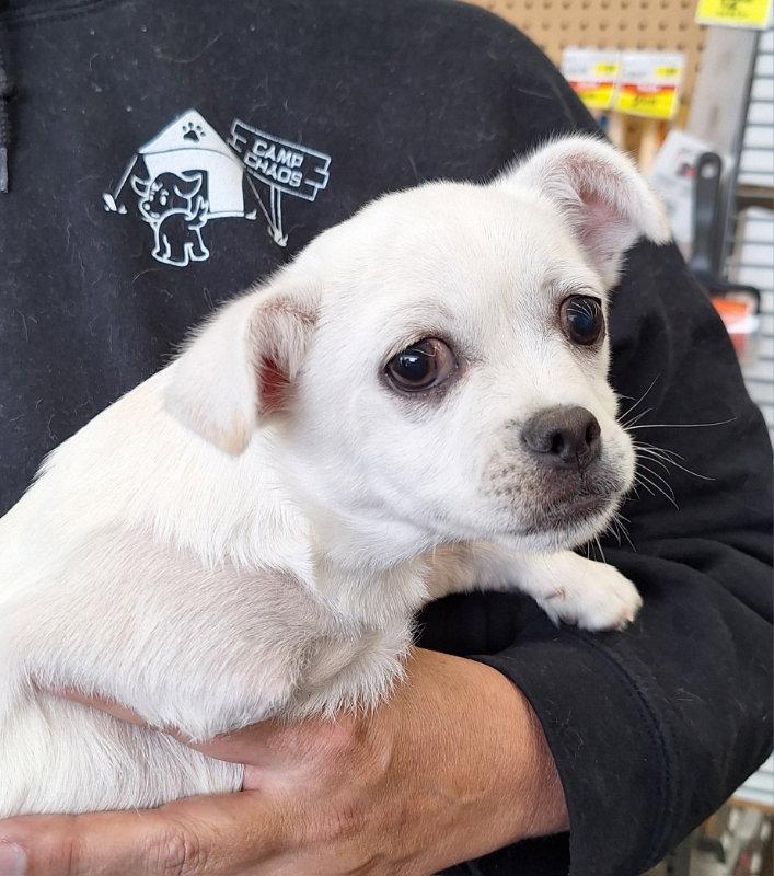 Enlarge Boomer, a Adoptable mixed breed in House Springs, MO image 2/2