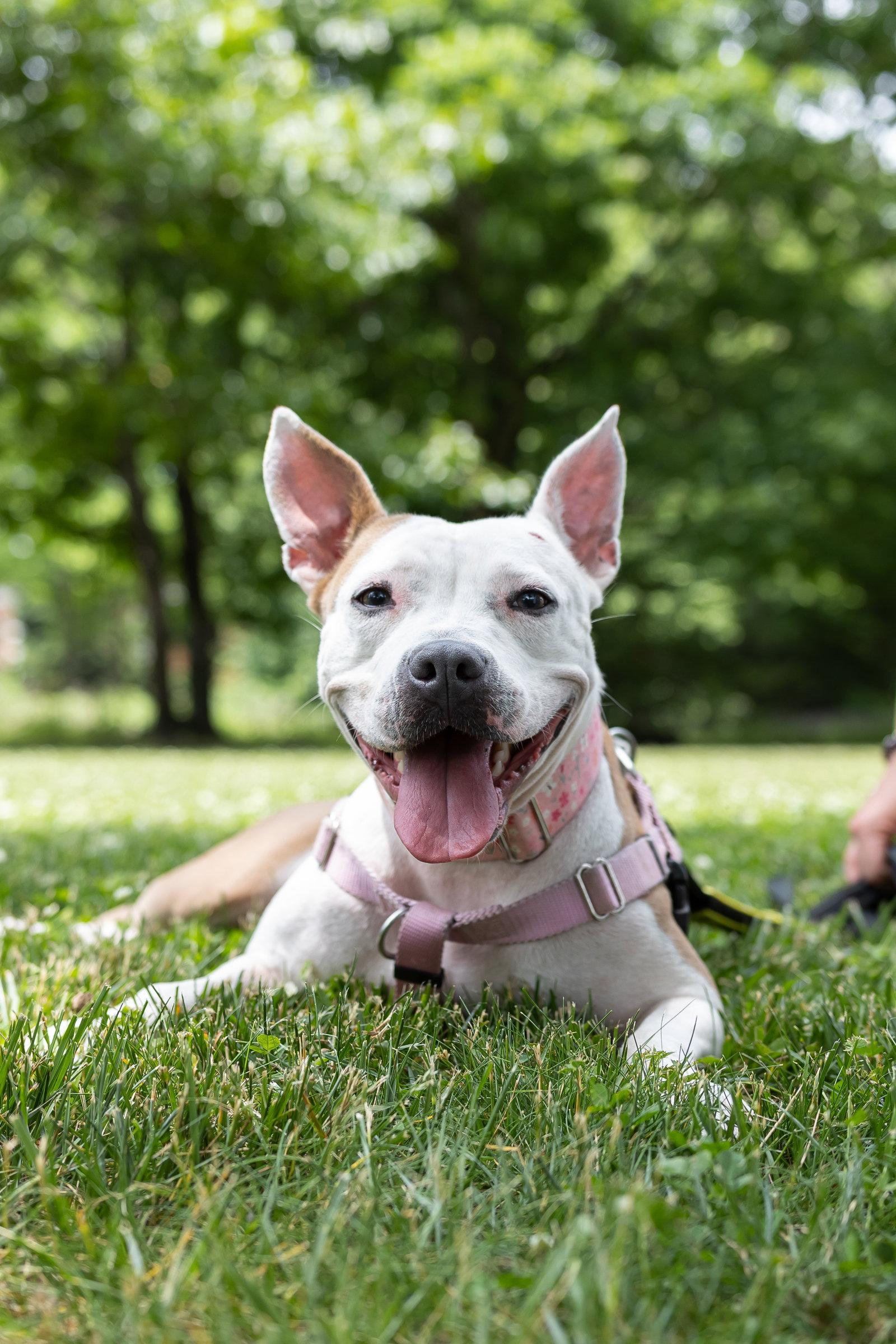 Minnie, Adoptable, Adult Female Terrier.