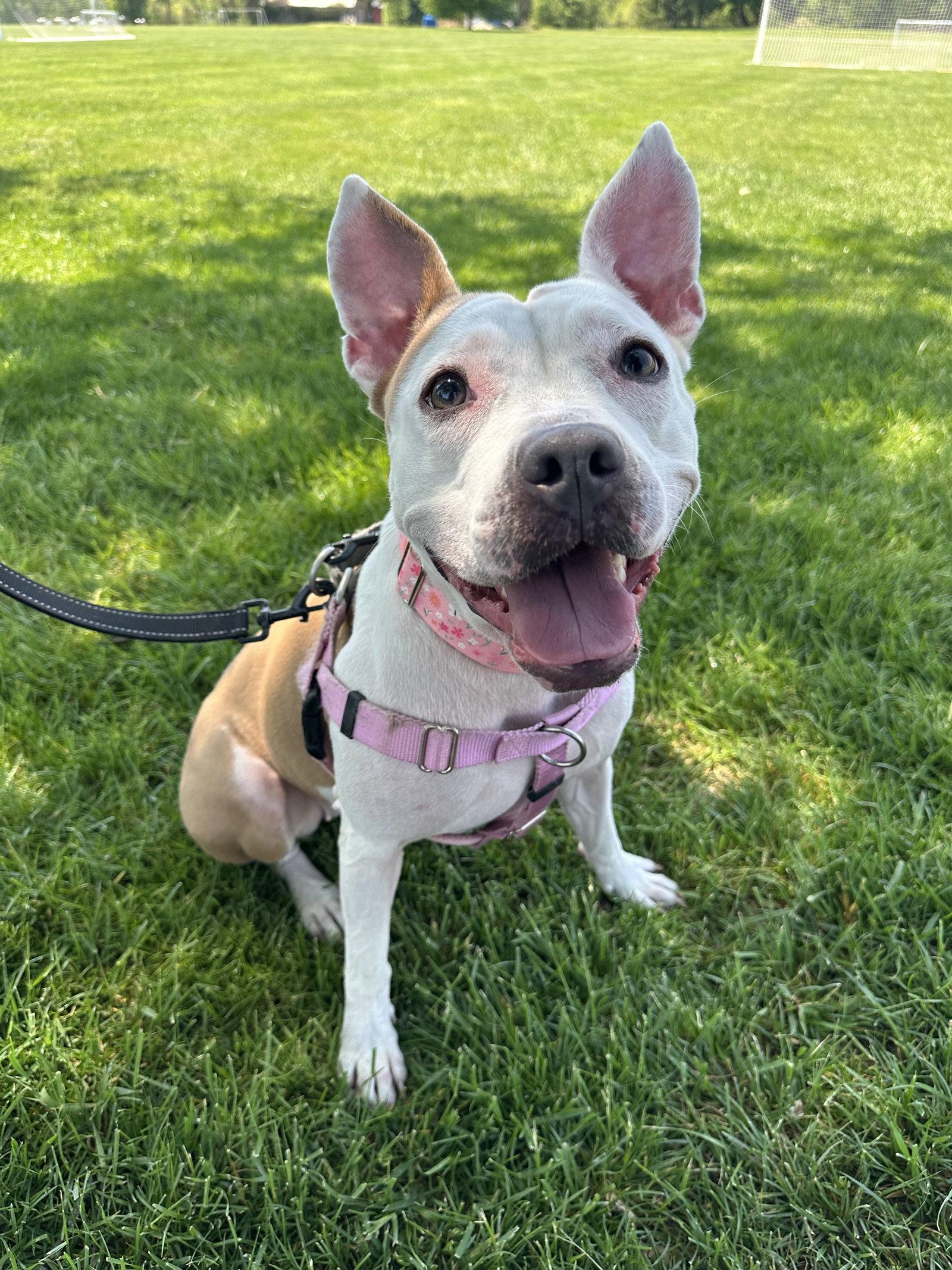 Minnie, Adoptable, Adult Female Terrier.
